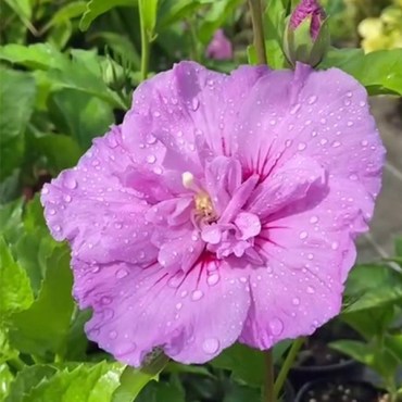 ЛАВАНДОВЫЙ ШИФОН